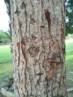 Texture pattern formed for the rough bark of huge trees. Pine bark texture for background. Old rough bark of a greenish pine tree photo