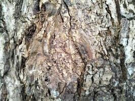 Texture pattern formed for the rough bark of huge trees. Pine bark texture for background. Old rough bark of a greenish pine tree photo