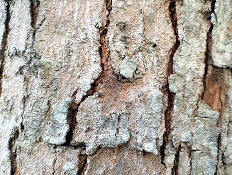 Texture pattern formed for the rough bark of huge trees. Pine bark texture for background. Old rough bark of a greenish pine tree photo