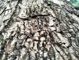Texture pattern formed for the rough bark of huge trees. Pine bark texture for background. Old rough bark of a greenish pine tree photo