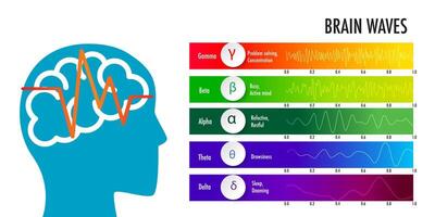measures brain waves of different frequencies within the brain infographic vector