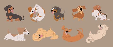 Set of Cute Cartoon Dachshund Dogs with Various Fur Colors and Coat Types vector