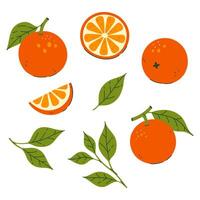 Set of oranges, leaves and parts isolate on a white background. graphics vector