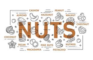 Line nuts types, infographic linear banner vector