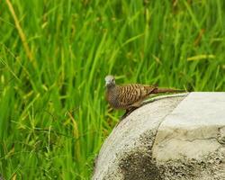 wild bird zebra dove Geopelia striata looking for food against the background of green rice fields. In Indonesia this bird is comonly called Perkutut. photo