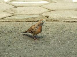 wild bird zebra dove Geopelia striata looking for food. In Indonesia this bird is comonly called Perkutut. photo