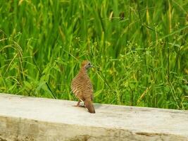 wild bird zebra dove Geopelia striata looking for food against the background of green rice fields. In Indonesia this bird is comonly called Perkutut. photo