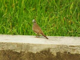 wild bird zebra dove Geopelia striata looking for food against the background of green rice fields. In Indonesia this bird is comonly called Perkutut. photo