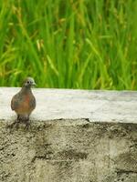 wild bird zebra dove Geopelia striata looking for food against the background of green rice fields. In Indonesia this bird is comonly called Perkutut. photo