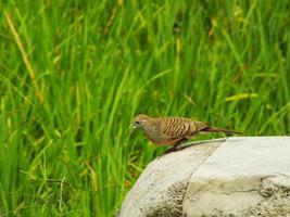 wild bird zebra dove Geopelia striata looking for food against the background of green rice fields. In Indonesia this bird is comonly called Perkutut. photo