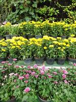 vibrant color of chrysanthemums flower. Spring flower background. Nature in beauty. photo