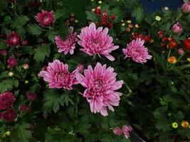 vibrant color of chrysanthemums flower. Spring flower background. Nature in beauty. photo