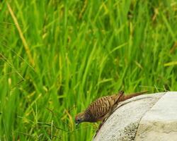 wild bird zebra dove Geopelia striata looking for food against the background of green rice fields. In Indonesia this bird is comonly called Perkutut. photo
