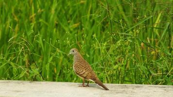 wild bird zebra dove Geopelia striata looking for food against the background of green rice fields. In Indonesia this bird is comonly called Perkutut. photo