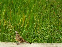 wild bird zebra dove Geopelia striata looking for food against the background of green rice fields. In Indonesia this bird is comonly called Perkutut. photo