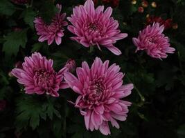 vibrant color of chrysanthemums flower. Spring flower background. Nature in beauty. photo