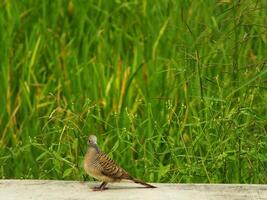 wild bird zebra dove Geopelia striata looking for food against the background of green rice fields. In Indonesia this bird is comonly called Perkutut. photo