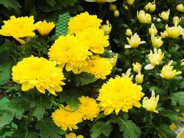 vibrant color of chrysanthemums flower. Spring flower background. Nature in beauty. photo