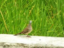 wild bird zebra dove Geopelia striata looking for food against the background of green rice fields. In Indonesia this bird is comonly called Perkutut. photo