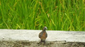 wild bird zebra dove Geopelia striata looking for food against the background of green rice fields. In Indonesia this bird is comonly called Perkutut. photo