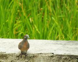 wild bird zebra dove Geopelia striata looking for food against the background of green rice fields. In Indonesia this bird is comonly called Perkutut. photo