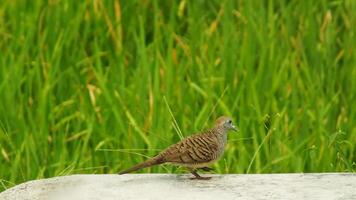 wild bird zebra dove Geopelia striata looking for food against the background of green rice fields. In Indonesia this bird is comonly called Perkutut. photo