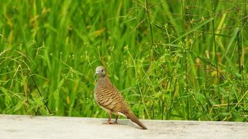 wild bird zebra dove Geopelia striata looking for food against the background of green rice fields. In Indonesia this bird is comonly called Perkutut. photo