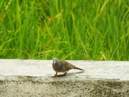 wild bird zebra dove Geopelia striata looking for food against the background of green rice fields. In Indonesia this bird is comonly called Perkutut. photo