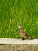 wild bird zebra dove Geopelia striata looking for food against the background of green rice fields. In Indonesia this bird is comonly called Perkutut. photo