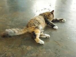 Portrait of a three colored cat. Cute fluffy and Adorable cat, nice pose on camera photo