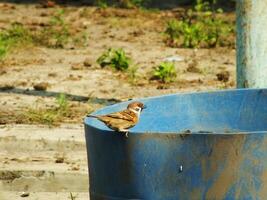 Sparrow bird passer montanus resting on a blue bucket during hot summer day. Wild life photo. photo