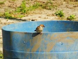Sparrow bird passer montanus resting on a blue bucket during hot summer day. Wild life photo. photo