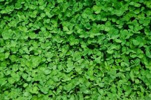 Clover view on top. Carpet of natural clover. Natural grass background. Wild clover. Green background with shamrocks. photo