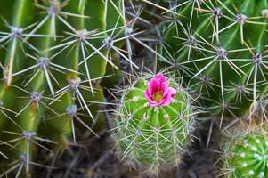A green cactus with large spines and a pink flower. Blooming cactus. Close-up. photo