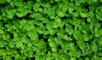 Clover view on top. Carpet of natural clover. Natural grass background. Wild clover. Green background with shamrocks. photo