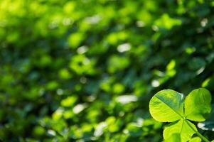 Green background with shamrocks. Clover on a sunny day. Carpet made of natural clover. Natural grass background photo