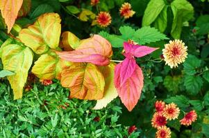 Bright red autumn leaves on a green natural background. Autumn mood photo