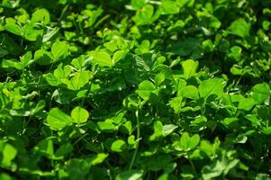 Green background with shamrocks. Clover on a sunny day. Carpet made of natural clover. Natural grass background photo