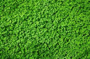 Clover view on top. Carpet of natural clover. Natural grass background. Wild clover. Green background with shamrocks. photo