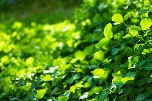 Green background with shamrocks. Clover on a sunny day. Carpet made of natural clover. Natural grass background photo