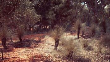 Trees and stones in Australian desert video