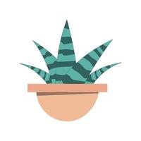 illustration of a sansevieria plant in a flat style on a white background in a flower pot vector