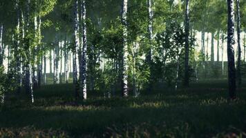 Dense Green Forest With Birch Trees video