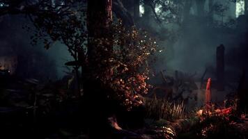 Eerie Scene of Dark Forest With Trees and Bushes video
