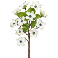 Dogwood Tree small tree with smooth gray bark and clusters of white flowers and blue png