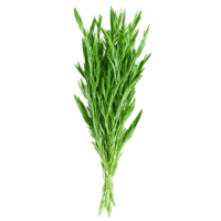 Fresh tarragon leaves bright green color slender shape glossy surface Food and culinary concept png