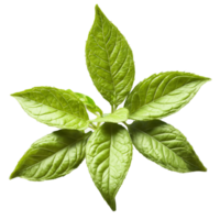 Holy basil leaves fluttering in a sacred aromatic breeze Ocimum tenuiflorum Food and Culinary concept png
