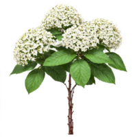 Wayfaring Tree shrub with large oval leaves and clusters of white flowers and red berries png