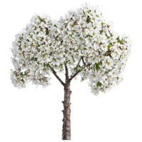 Wild Cherry Tree medium sized tree with smooth reddish brown bark and clusters of white png