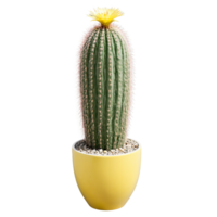 Zebra Cactus tall columnar cactus with white stripes and yellow spines in a modern geometric png